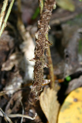 Dryopteris celsa