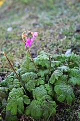 Primula matthioli