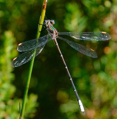 Chlorolestes conspicuus