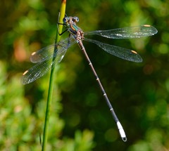 Chlorolestes conspicuus