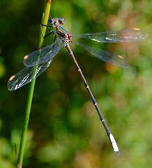 Chlorolestes conspicuus