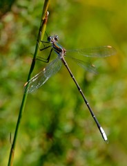 Chlorolestes conspicuus