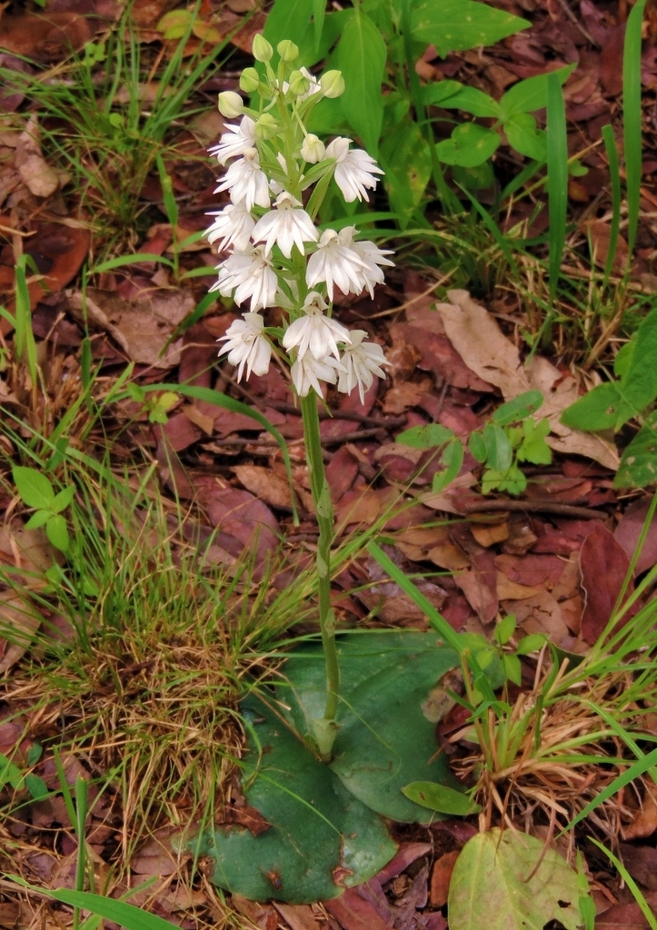 Habenaria stylites