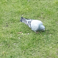 Columba livia domestica