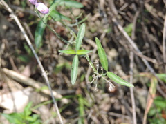 Hypoestes cumingiana