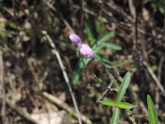 Hypoestes cumingiana