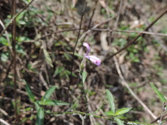 Hypoestes cumingiana