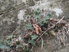 Doryopteris concolor