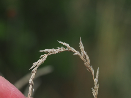 Image of Koeleria pyramidata by (c) carnifex, some rights reserved (CC BY)