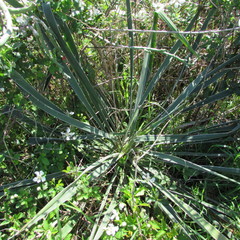 Yucca arkansana