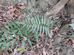 Asplenium wrightii