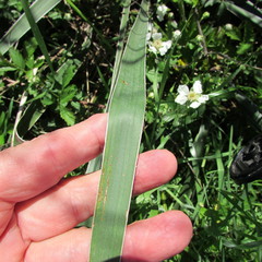 Yucca arkansana