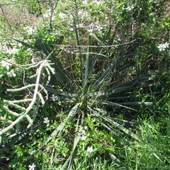 Yucca arkansana