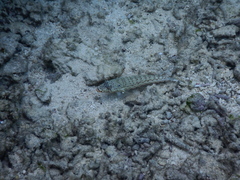 Parapercis clathrata