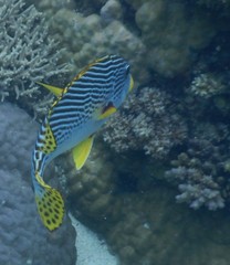 Plectorhinchus lineatus