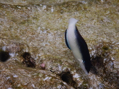 Anampses neoguinaicus