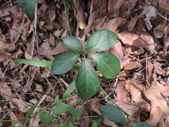 Neoalsomitra clavigera