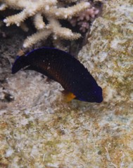 Centropyge bispinosa