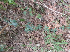 Neoalsomitra clavigera