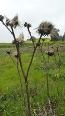 Cynara syriaca