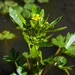 Ranunculus sceleratus - Photo (c) Марина Горбунова-Ëлкина, algunos derechos reservados (CC BY-NC), subido por Марина Горбунова-Ëлкина