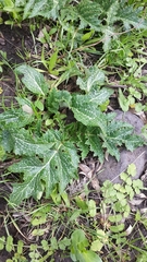 Cynara syriaca