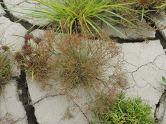 Fimbristylis bisumbellata