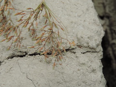 Fimbristylis bisumbellata
