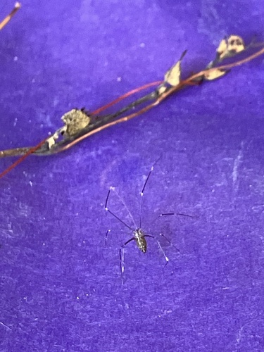 Pale Cellar Spider photo 4
