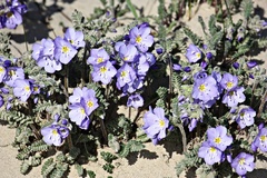 Polemonium boreale