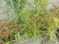 Cyperus imbricatus