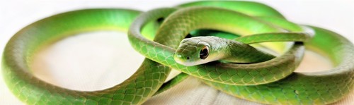 Common Bush Snake