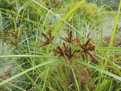Cyperus imbricatus