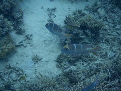Monotaxis heterodon