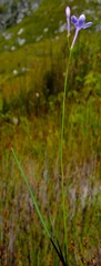 Thereianthus juncifolius