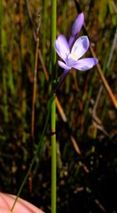 Thereianthus juncifolius