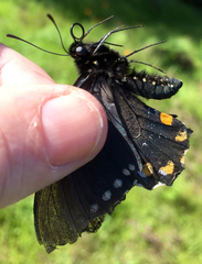 Battus philenor hirsuta