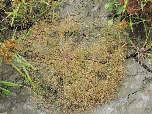 Fimbristylis bisumbellata iNat (1)