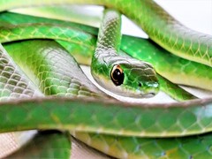 Philothamnus irregularis