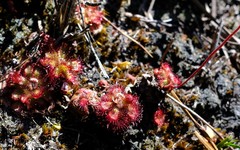 Drosera admirabilis
