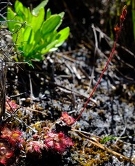 Drosera admirabilis