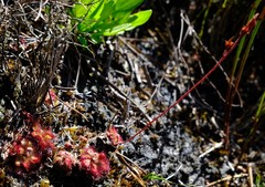 Drosera admirabilis