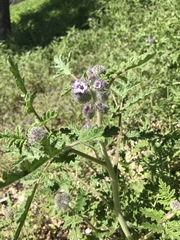 Phacelia hubbyi