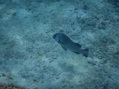 Plectorhinchus gibbosus