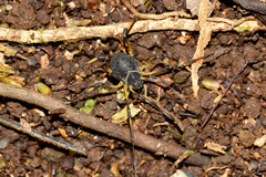 Image of Eucynorta pictipes