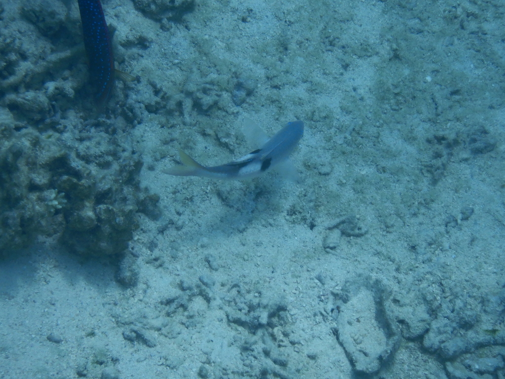 Sidespot goatfish