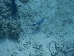 Parupeneus pleurostigma