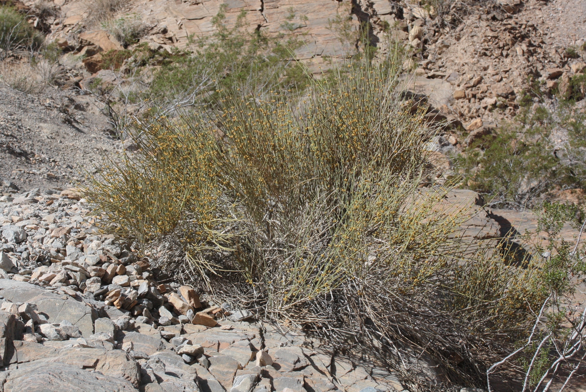Ephedra funerea