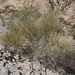 Death Valley Jointfir - Photo (c) James Bailey, some rights reserved (CC BY-NC), uploaded by James Bailey