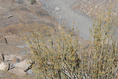 Ephedra funerea